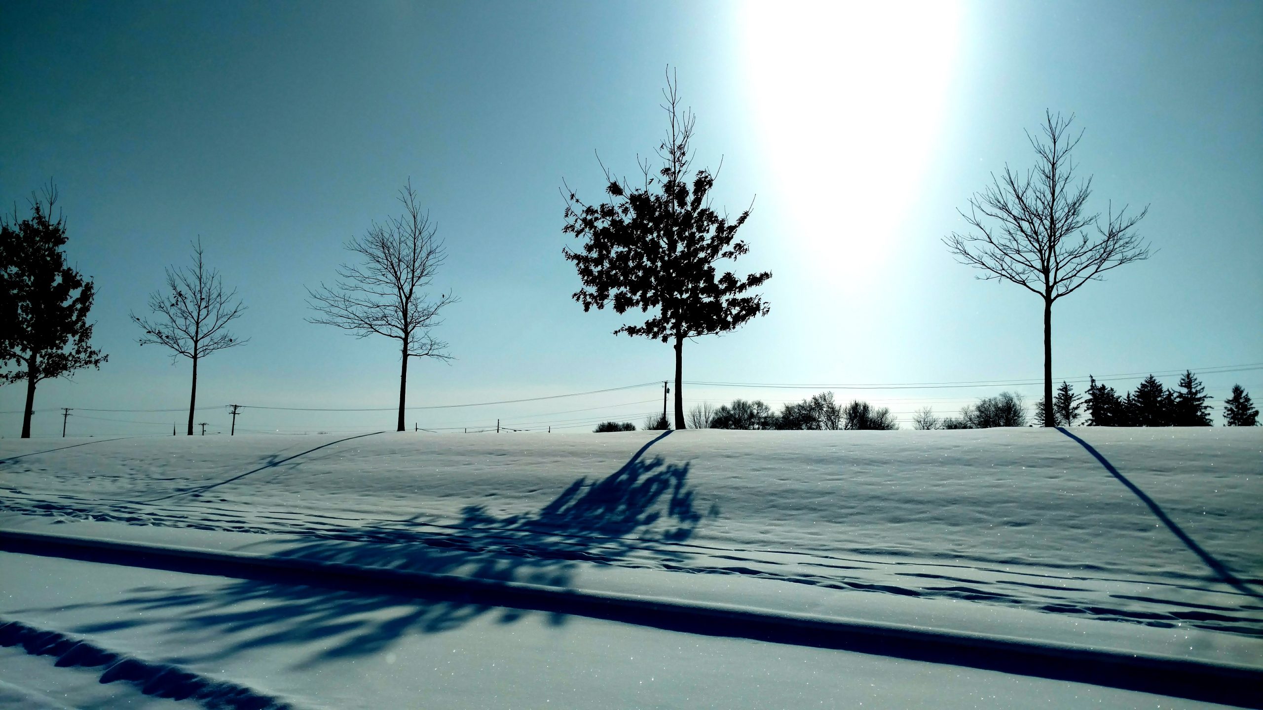 trees in snow