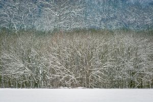 photograph of trees