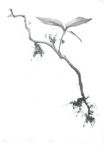 twig drawing