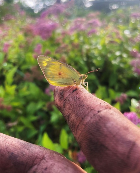 butterfly on finger