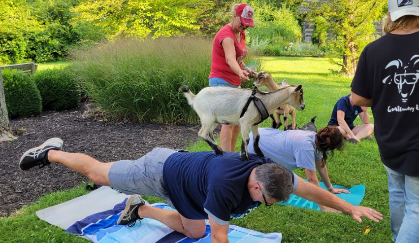 man doing goat yoga