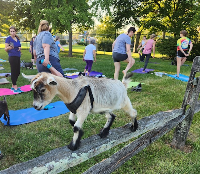 goat at yoga class