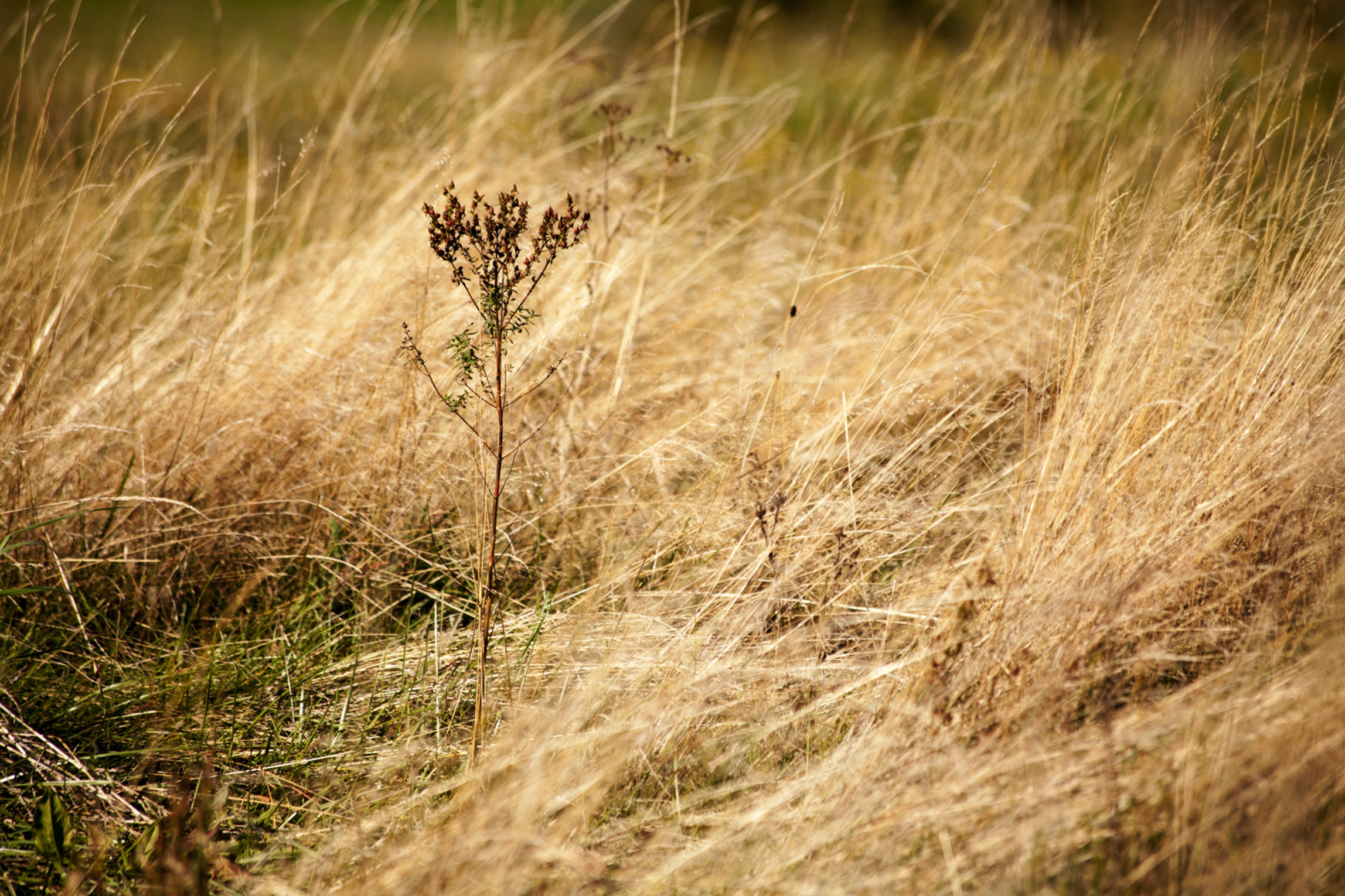 weed abatement