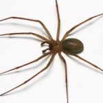 Brown Recluse Spider