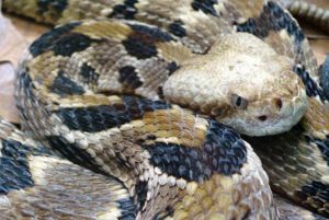 Timber Rattlesnake