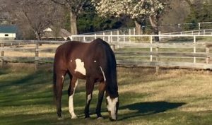 horse grazing