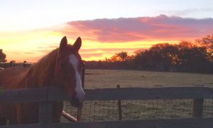 Horse at Sunset