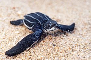 Stock Sea Turtle Image