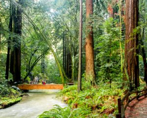 Bridge over stream in Muir Woods