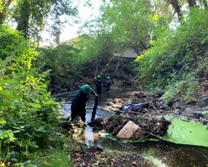 Clearing debris and dead vegetation and fallen trees from creeks