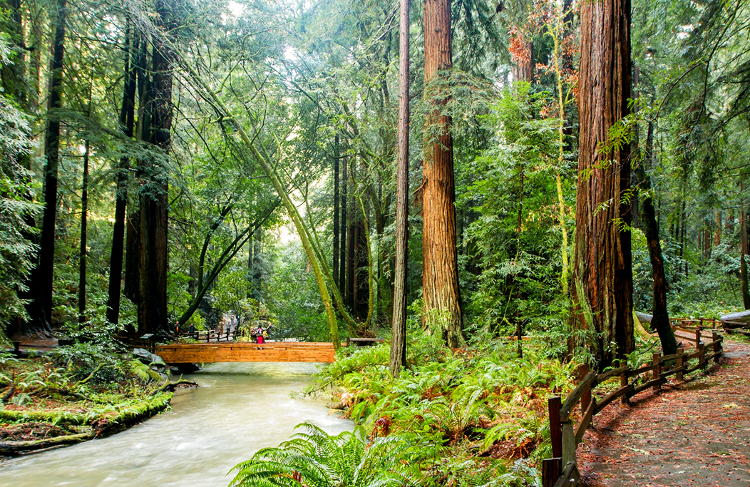 Bridge in Muir Woods with visitors walking across it.