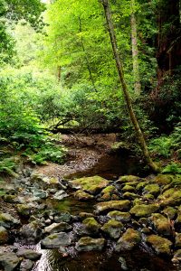 A stream going through a forested area in San Geronimo Valley in Marin County