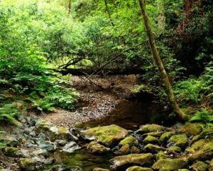 A small creek running through a forested area in Marin County.