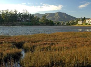 Bothin Marsh