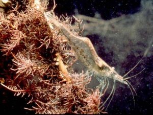 shrimp near an underwater plant