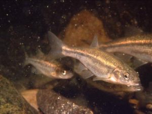 several fish swimming