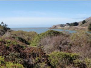 Coastal Plants