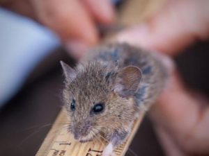 salt harvest mouse