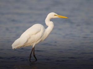 ergret walking in shallow water