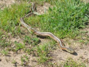 Garter Snake