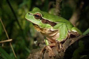 Pacific Tree Frog