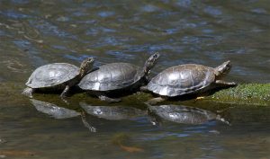 Pond Turtles