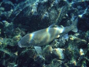 fish swimming in dark waters