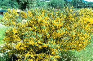 Scotch Broom