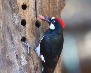 The Acorn Woodpecker