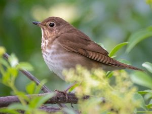 The Swainsons Thrush