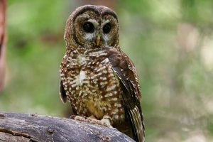 The Northern Spotted Owl