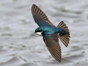 Tree Swallows