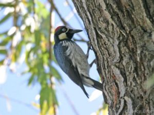 bird on the side of a tree