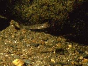 small fish swimming near a rock