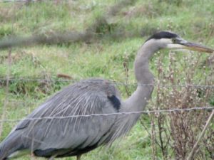 heron in a grassland