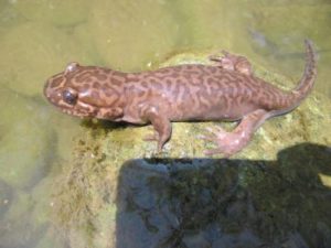 salamander on a rock near water