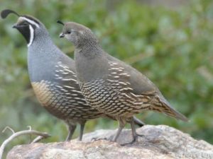 two quails on the ground