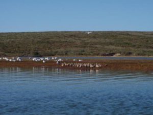 coastal area with birds