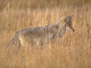 a coyote in the grass