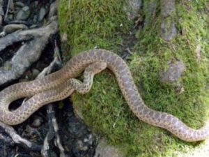 snake on mossy ground