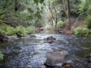 a creek in a forest