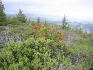 Indian paintbrush plant on hillside