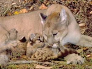 mountain lion with a cub