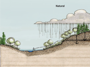 diagram showing water infiltration on natural lands