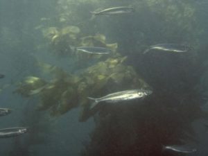 Fish swimming near underwater plants