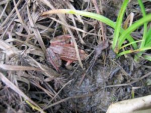 frog in grass