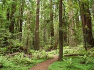 Redwood forest with path