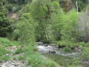 riparian corridor with trees and a stream