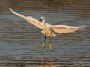 egret landing on water
