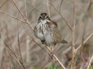 bird on a branch